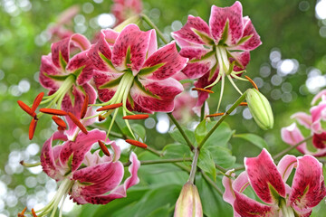 Fototapeta na wymiar Pink turkscap lily, Black Beauty, in flower.