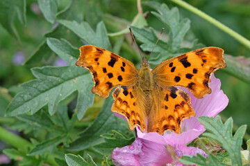 The comma, or angel wing butterfly,