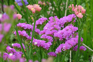 Purple Limonium platyphyllum, also called Sea Lavender, marsh rosemary, or statice, in flower.