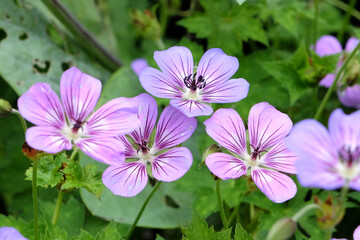 Purple Hardy Geranium wallichianum, or cranesbill, ÔHavana BluesÕ in flower.