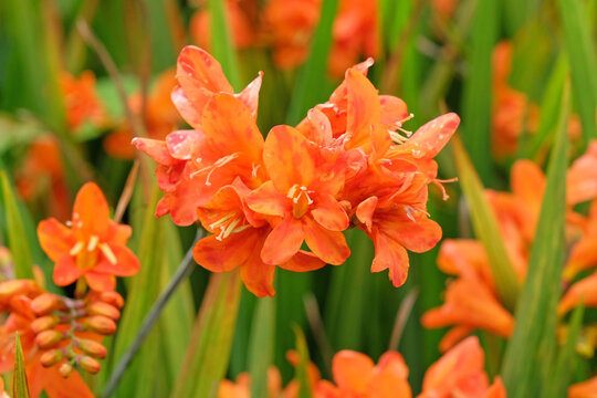 Orange Crocosmia, known as coppertips or falling stars 'Okavango' in flower.