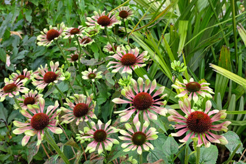 Lime and purple Echinacea 'Green Twister' coneflowers in bloom - obrazy, fototapety, plakaty