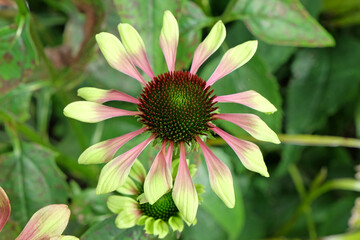 Lime and purple Echinacea 'Green Twister' coneflowers in bloom