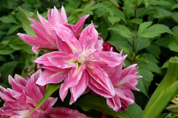 Pink lilium, or double oriental lily, ÔkadangoÕ in flower.