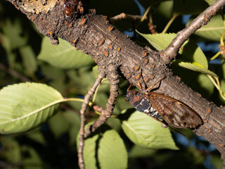木の上のアブラゼミ　昆虫