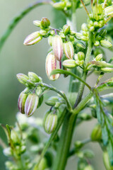 young flowers, buds and shoots of wild cannabis, macro photography