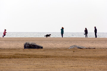 silhouettes of family walking on the beach with their pet
