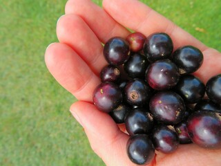 handful of berries