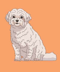 Coton De Tulear Dog Sitting Front View