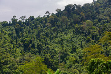 Lush Green Tropical Rainforest on a Hillside in Pagalungan, Sabah, Malaysia