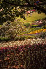 Obraz premium Landscape-Field-of-Flowers-in-the-Mountains