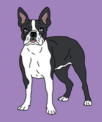 Boston Terrier Bostie Dog Standing Side View