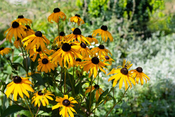 Rudbeckia fulgida Goldsturm (Black Eyed Susan) flowers in garden 