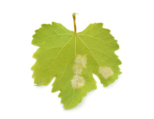 Downy mildew on a grape leaf. Isolated on white background.