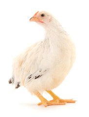 White hen isolated.
