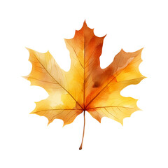 Maple autumn watercolor leaf isolated on a white background. Botanical element design.