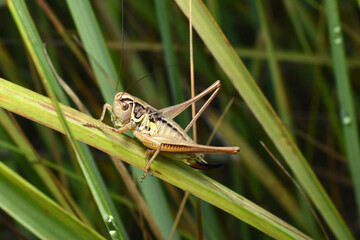 A large gray grasshopper sits on the grass.
