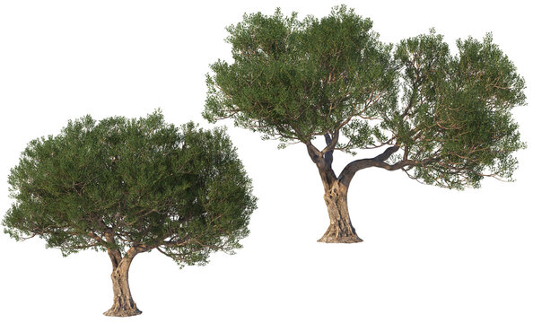 Multiple olive tree shapes on transparent background
