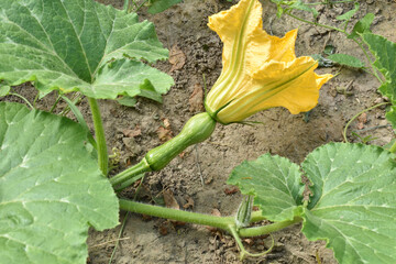 An oblong-shaped pumpkin originated on a stem under a flower.