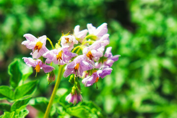 Flowers on a potato bush, close-up. Flowering potatoes.