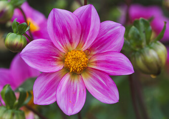 Beautiful close-up of a single-flowered dahlia