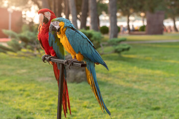 Two bright beautiful large parrots sit on the crossbar on the street.