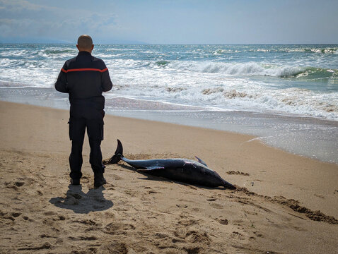 Golfinho encalhado junto &agrave; praia com a autoridade a tomar conta da situa&ccedil;&atilde;o tentando devolver o mesmo ao mar
