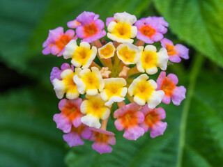 小さな花 美しい花 可愛い花 ランタナ