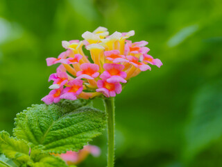 小さな花 美しい花 可愛い花 ランタナ