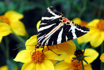 France- Black, White and Red Butterfly in Brittany