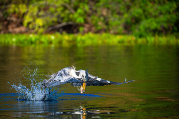 Cocoi heron flying  in the Pantanal, Brazil