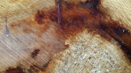 Wood texture. End cut of a tree. Vintage wood background