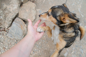 Dog training in the kennel. Train a stray dog.