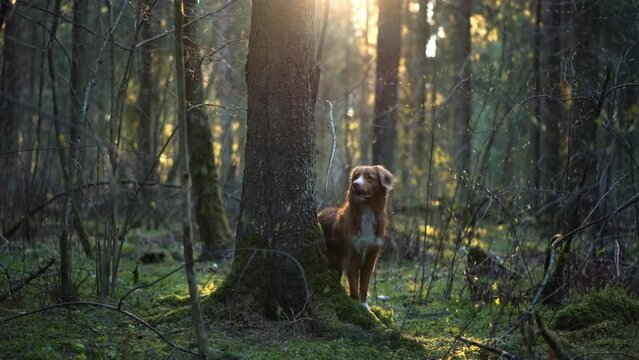 dog in the green forest. Nova Scotia duck toling retriever retriever in nature. Pet on a walk