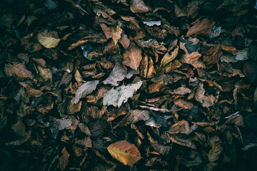 Autumn leaves on the forest floor