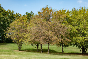 Fototapeta premium trees in the city park in summer