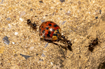 Common ants carrying back to the nest, a dead ladybird that has been caught in a spiderweb
