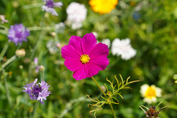 Obraz premium flowers in the field, colorful wild flowers in the meadow