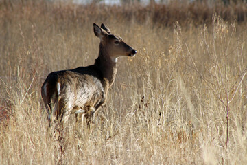 Mule Deer in Rocky Mountain Arsenal NWR