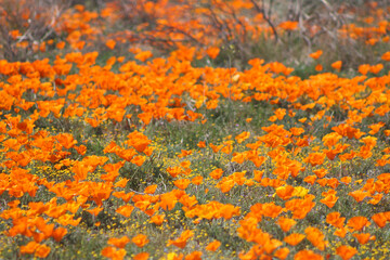 California Poppies in Full Bloom