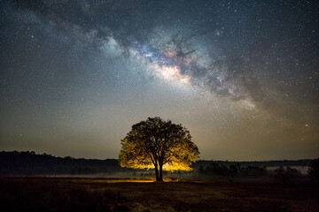 Milky way with lonely old tree on the hill colorful night landscape Amazing astrophotography...