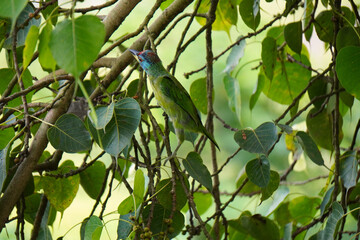 A very beautiful Blue throated barbet bird is sitting on a banyan tree and searching for food.