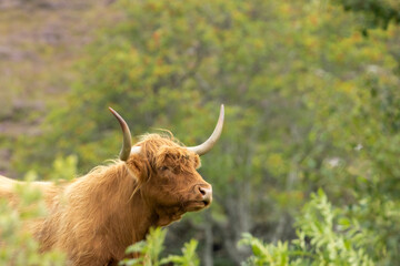 Scottish brown highland cow with big horns close up portrait in the countryside grazing on leaves