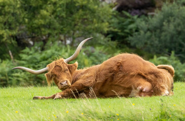 Female brown highland cow lying down and resting in a green field - obrazy, fototapety, plakaty