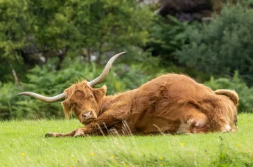 Poster de jardin Highlander écossais Female brown highland cow lying down and resting in a green field