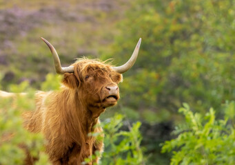Scottish brown highland cow with big horns close up portrait in the countryside grazing on leaves