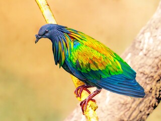 Nicobar pigeon or Nicobar dove (Caloenas nicobarica)  