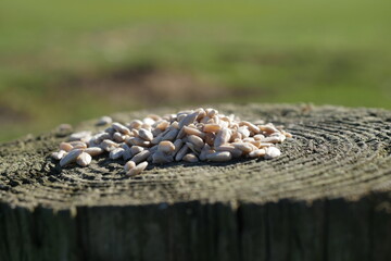 Tree trunk with bird seed, cross section of wooden stump with nuts and seeds to feed the garden birds and wildlife