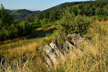 Paysage du Pilat, dans la Loire et troncs d' arbres abandonn&eacute;s