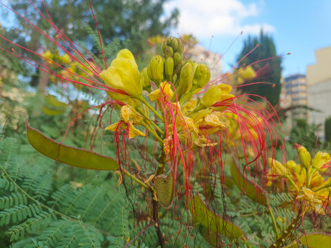 Flor de caesalpinia gilliessi o ave del paraiso